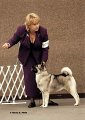Libby and Choosey Norwegian Elkhound Association of Minnesota October 2006 (3)